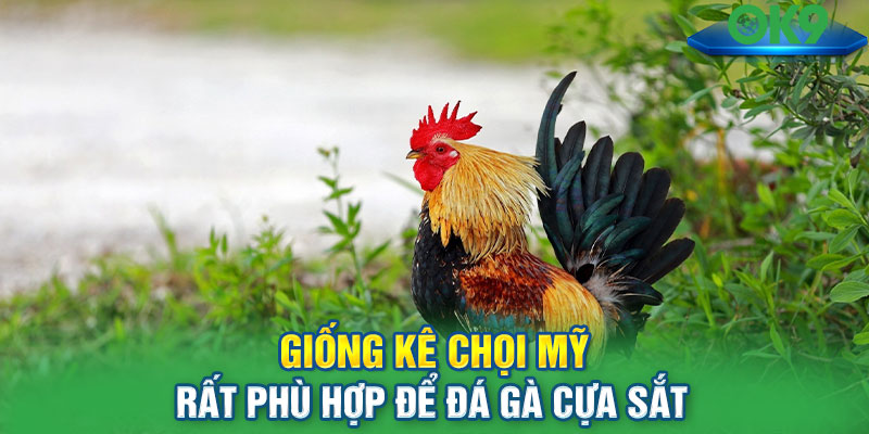 Giống kê chọi Mỹ rất phù hợp để đá gà cựa sắt