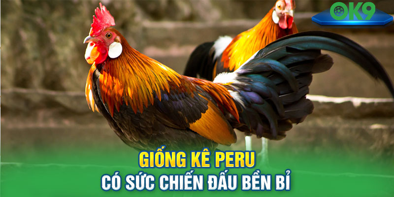 Giống kê Peru có sức chiến đấu bền bỉ