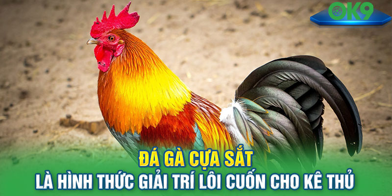 Đá gà cựa sắt là hình thức giải trí lôi cuốn cho kê thủ