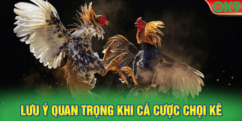 Lưu ý quan trọng khi cá cược chọi kê