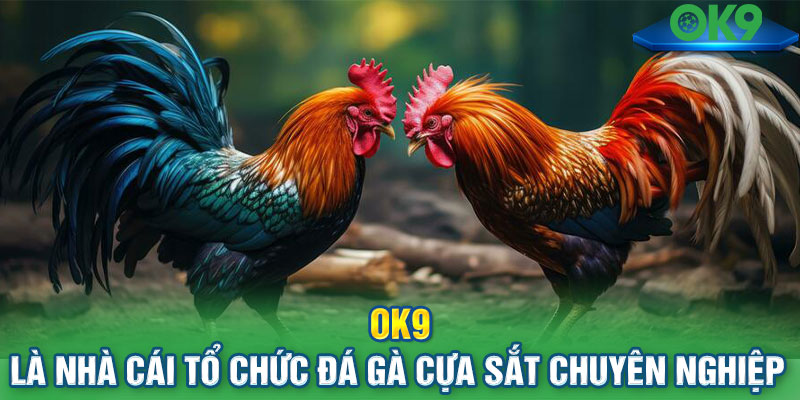 OK9 là nhà cái tổ chức đá gà cựa sắt chuyên nghiệp